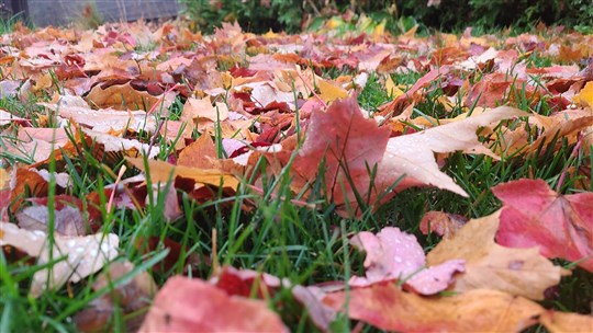 Laissez vos feuilles mortes sur votre pelouse