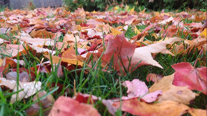 Gros Plan D'un Volontaire Masculin Recueille Et Attrape Un Petit Tas De  Feuilles Tombées Rouges Jaunes Dans Le Parc D'automne. Nettoyer La Pelouse  Des Vieilles Feuilles. Concept De Jardinage Et Travaux Communaux