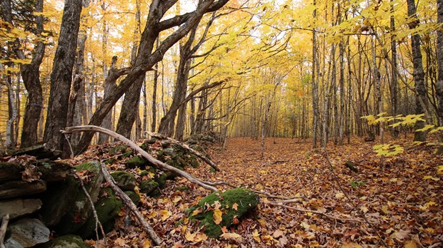 Photorama 3 : l'automne tout en couleur !