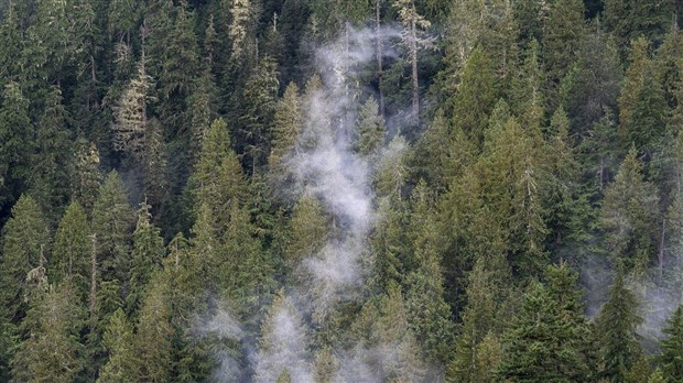 Seulement 8,5 millions des 2 milliards d'arbres promis ont été plantés