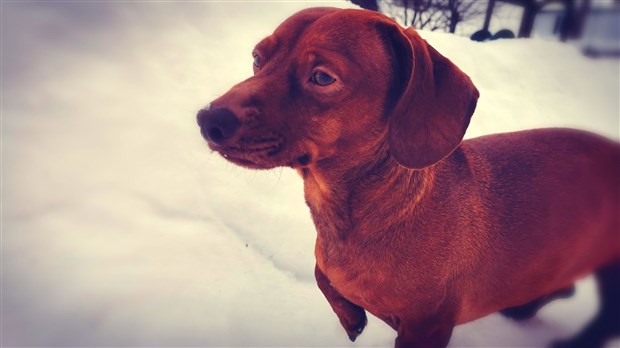 Animaux de compagnie: achat et renouvellement de médaille en ligne