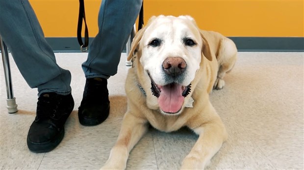 Gorky, le chien du Centre multiservices de Beauceville, prend sa retraite