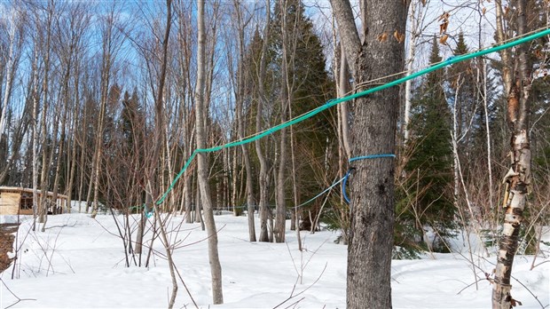L’acériculture en pleine ébullition au Québec