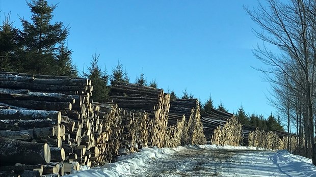 Les producteurs de bois de la forêt privée veulent leur part du gâteau