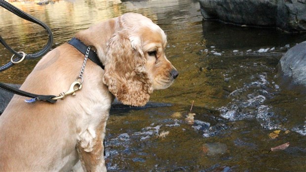 Montrez-nous vos animaux en balade