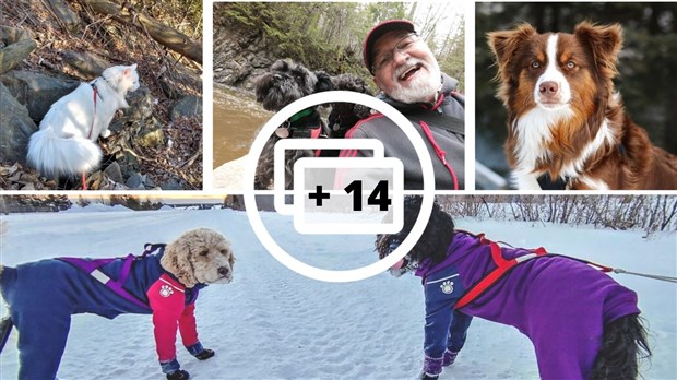 Galerie 1 : vos animaux en balade