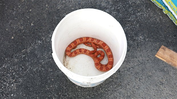 Un serpent dans les rues de Saint-Côme-Linière