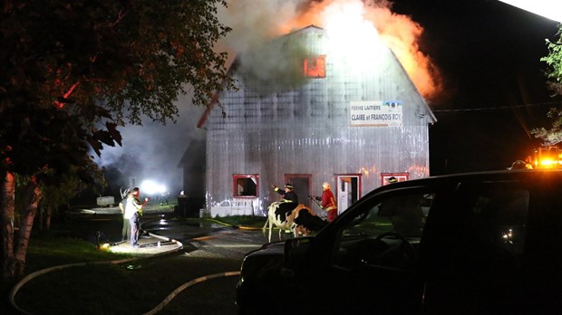 Ferme laitière rasée par les flammes: la majorité des animaux ont été sauvés