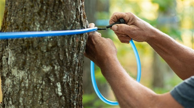 Au moins 3 millions de nouvelles entailles pour les producteurs acéricoles québécois 