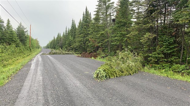 Un violent orage fait tomber les arbres à Saint-Côme-Linière