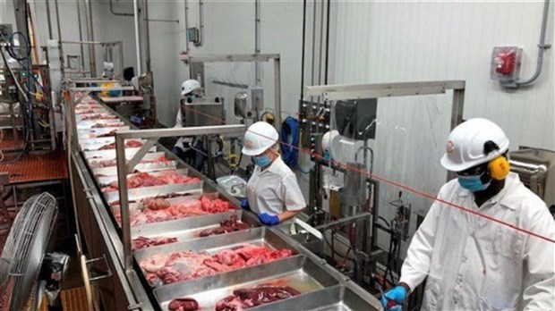 Grève à Olymel: quels sont les impacts pour les producteurs de porc?