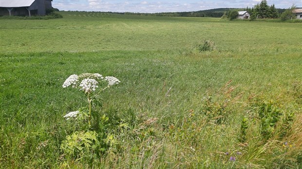 La lutte à la berce du Caucase: quelle est la situation en Beauce?