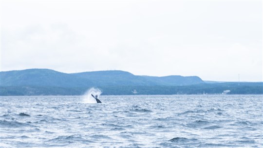 Vingt millions de dollars pour protéger les baleines 