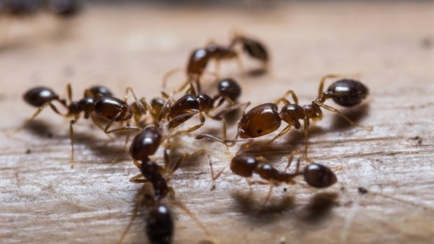 Comment prévenir le développement de fourmis charpentières ?