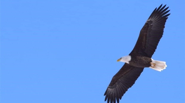 Un pygargue à tête blanche dans le ciel de Saint-Georges
