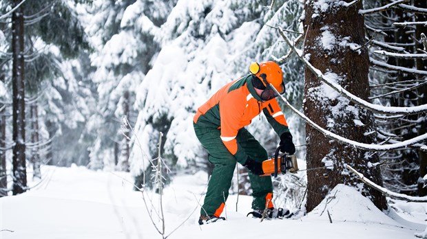 La meilleure saison pour les coupes forestières c'est l'hiver