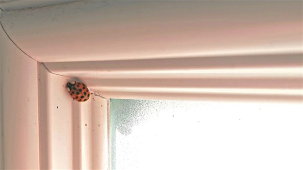 Les coccinelles asiatiques envahissent la région