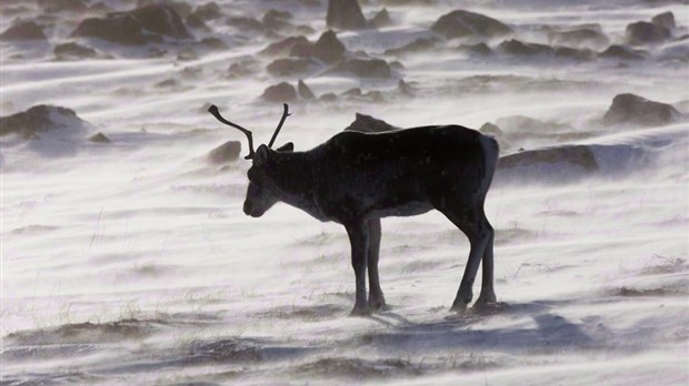 Près de 5000 espèces à risque de disparition au Canada