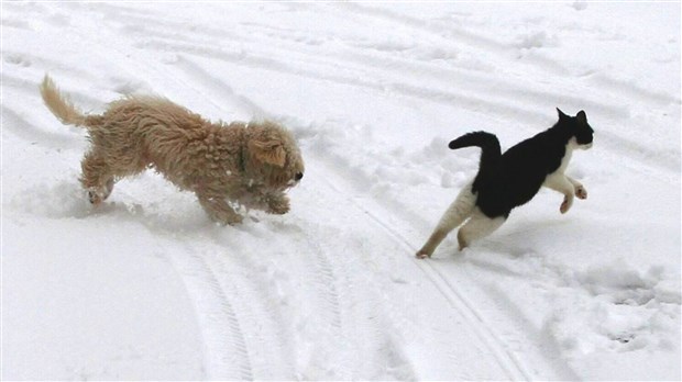 Chiens et chats: c'est le renouvellement des licences
