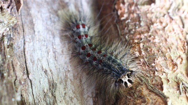 Nos arbres attaqués par les insectes
