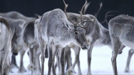 Protection du caribou forestier: des écologistes saluent l’ultimatum d’Ottawa