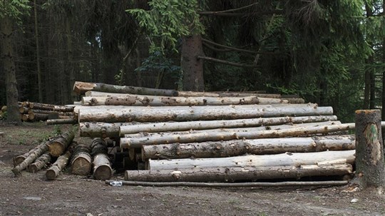 Augmenter les prix aux producteurs, plutôt que d’offrir des primes aux transporteurs de bois