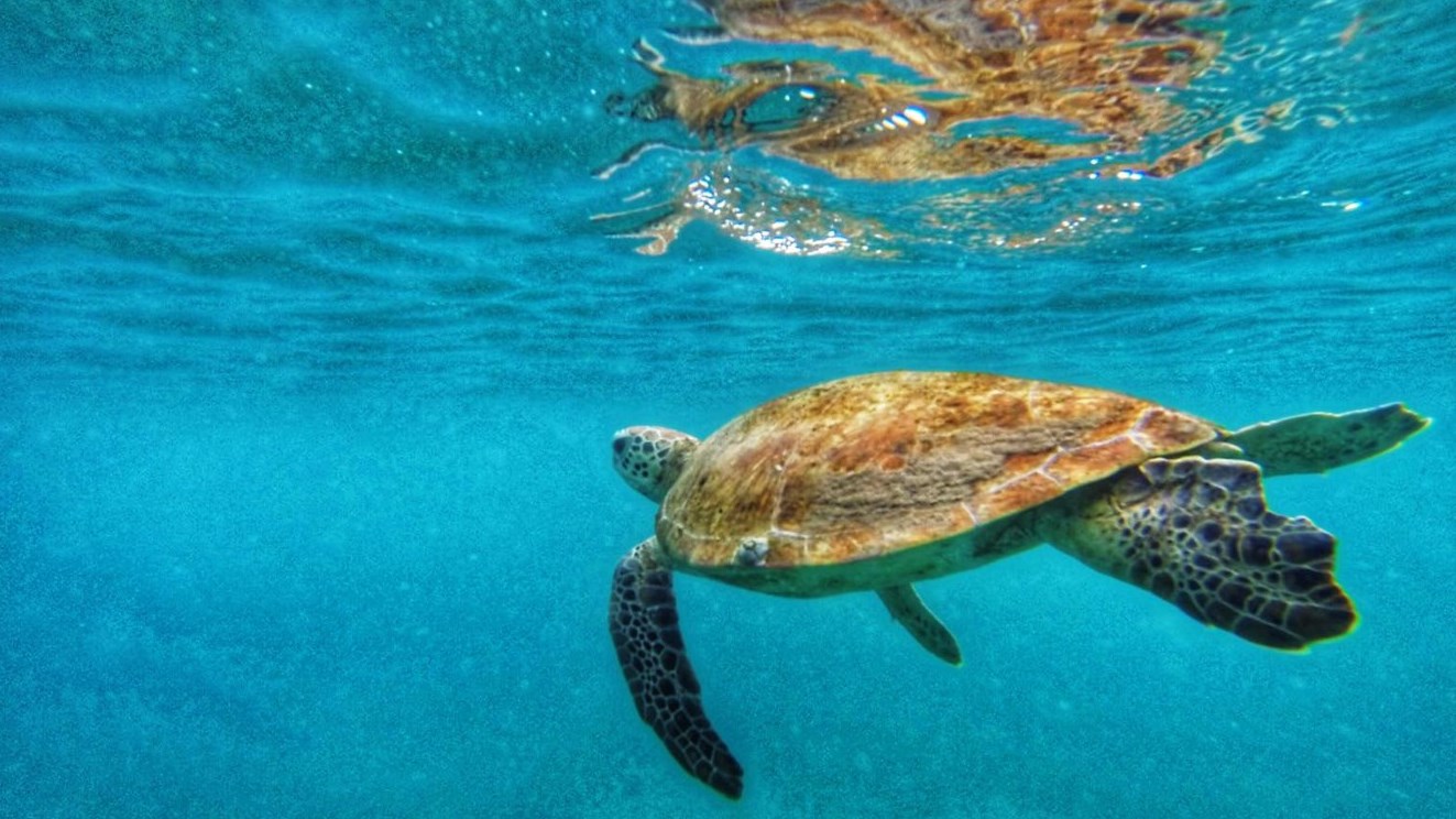 La tortue, un nouvel animal de compagnie sur qui on a tant de choses à  apprendre. - France Bleu