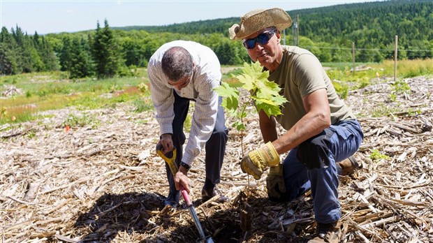 Un projet de reboisement voit le jour à Saint-Frédéric