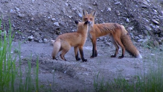 VIDÉO | Une maman renard observée par un Beauceron