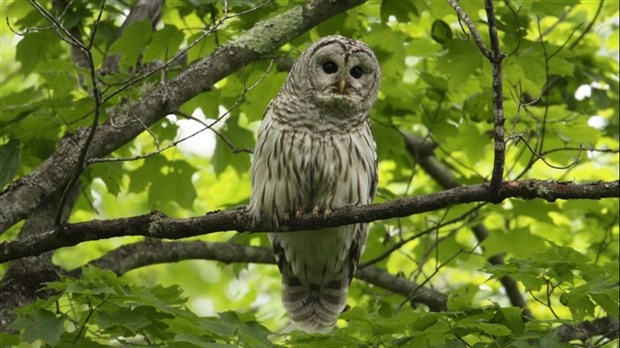 Les Canadiens invités à participer à l'inventaire des espèces naturelles