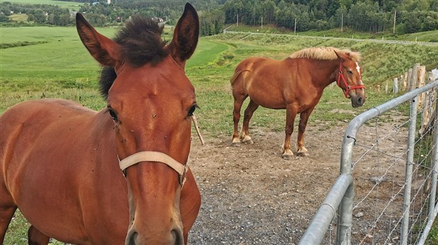 L’Exposition agricole de Beauce: une programmation pour toute la famille