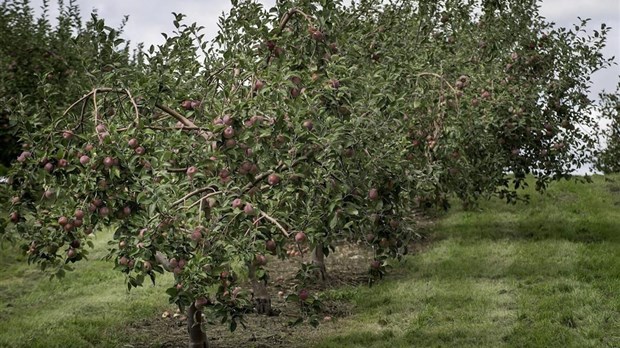 Le temps des pommes est arrivé!