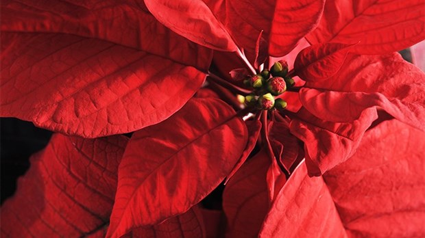 La Fondation Au Bercail lance sa 9e Campagne des poinsettias