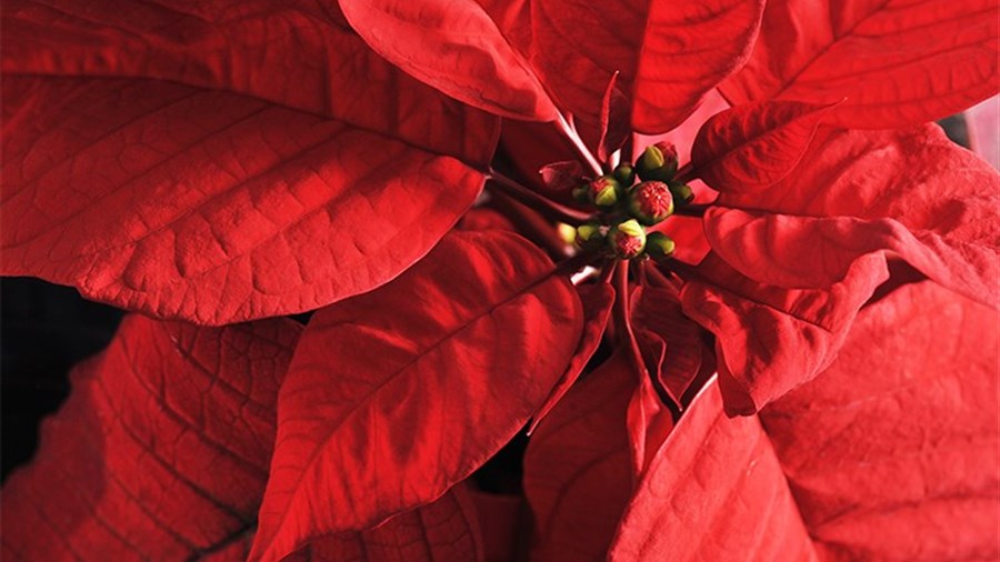 La Fondation Au Bercail lance sa 9e Campagne des poinsettias