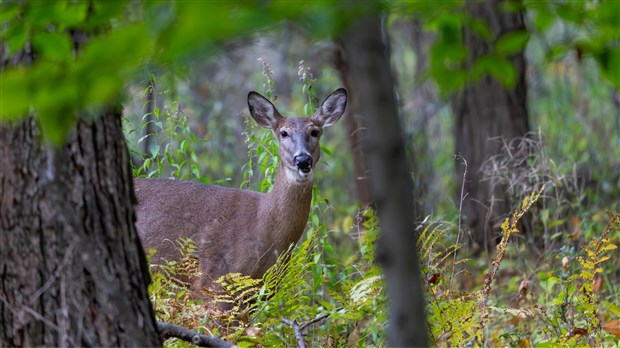 Face à la grande faune: prudence sur les routes durant l'automne