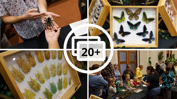 Une expérience captivante au Festival des insectes