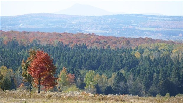 Important colloque régional sur l’avenir de la forêt 