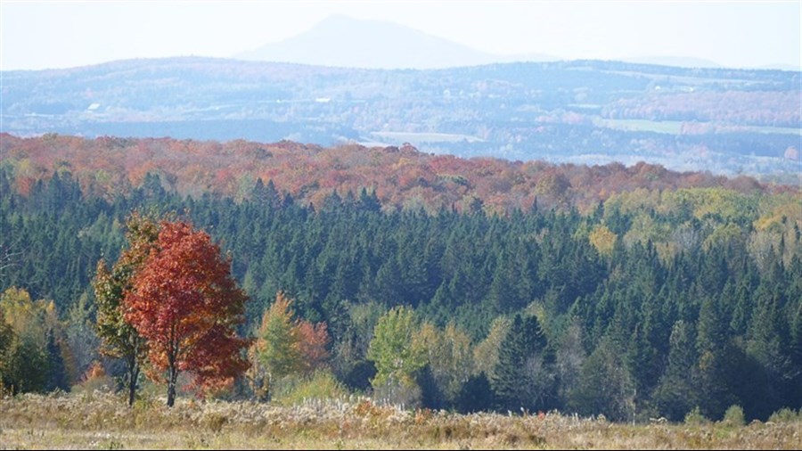 Important colloque régional sur l’avenir de la forêt 