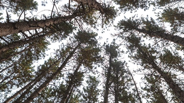 Les régions au cœur de l’aménagement du territoire forestier