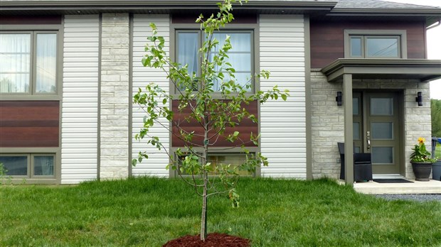 « Un arbre pour l’avenir »: 100 arbres seront attribués en 2023