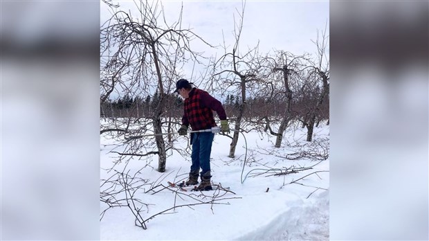 Une conférence pour tout savoir sur la taille des arbres fruitiers