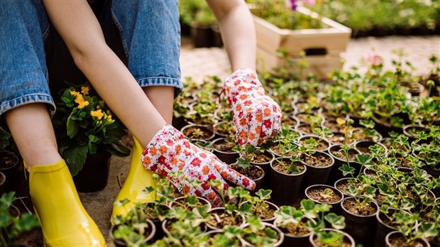 Échanger ses plantes avec la Société d'horticulture de Beauceville 