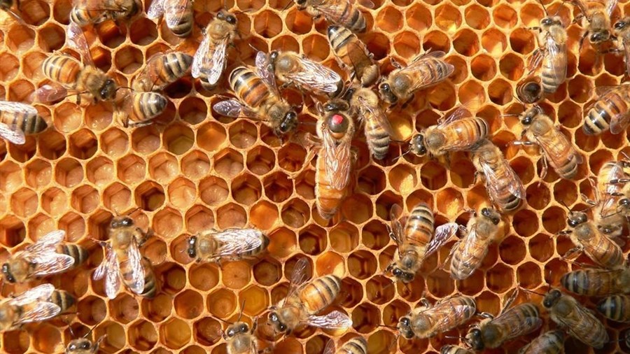 Journée mondiale de l'abeille: la véritable fête de la Reine