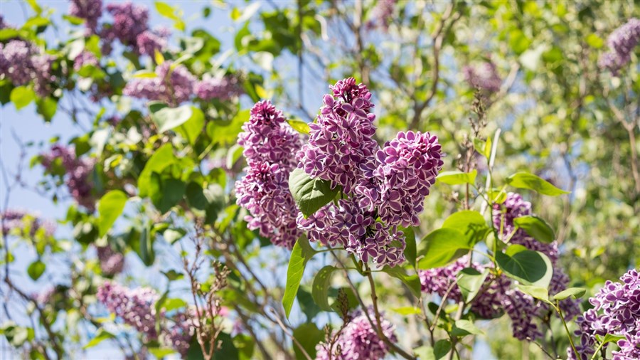 Appel de photos: la fleuraison en Beauce