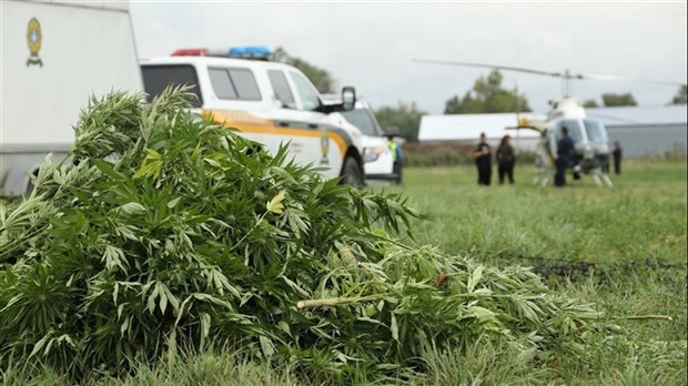 Lutte à la culture extérieure illicite de cannabis : les policiers à l’affût durant toute la saison