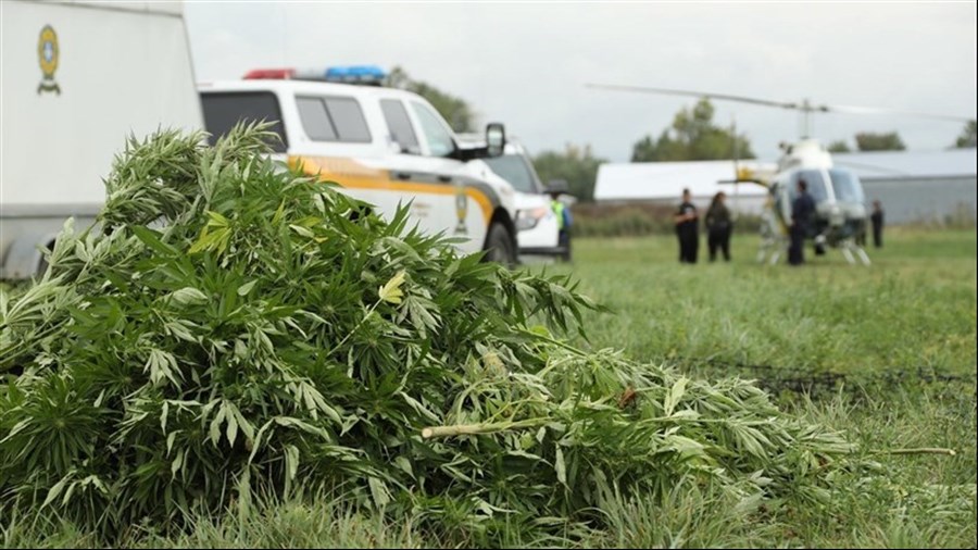 Lutte à la culture extérieure illicite de cannabis : les policiers à l’affût durant toute la saison