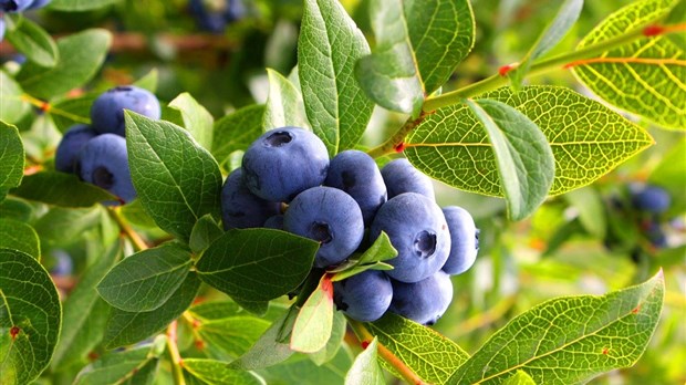 C'est le temps d'aller cueillir des bleuets!