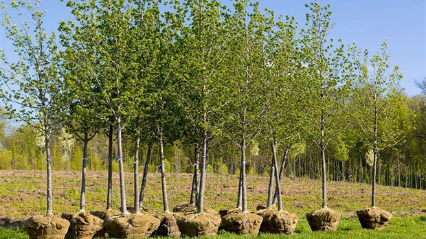 L'engagement de planter 2 milliards d'arbres est sur la bonne voie, selon Ottawa