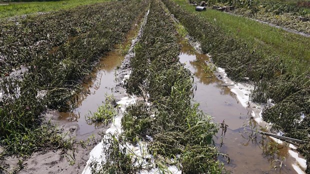 Cultures dévastées par la pluie: les producteurs demandent l’aide de Québec