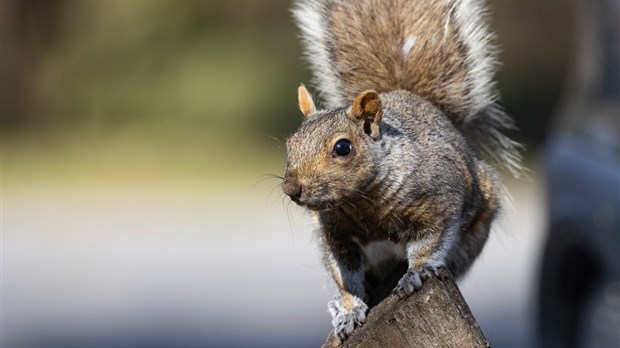 La perte de poils chez les écureuils, un phénomène fréquent